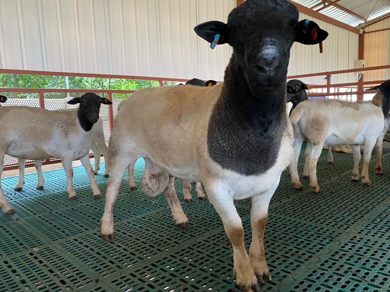 Kambing Dorper