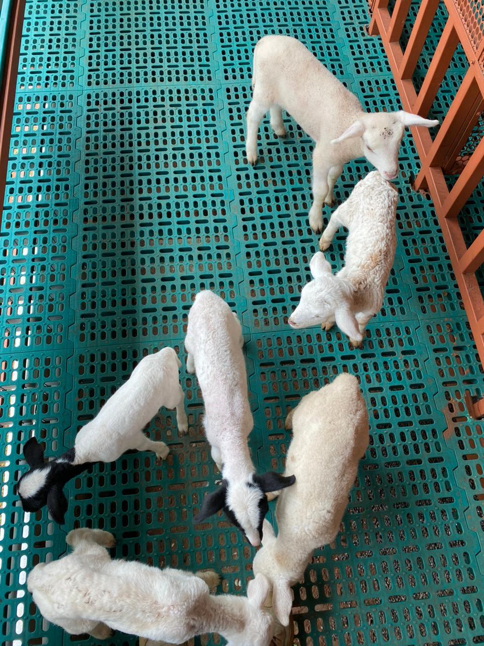 Kambing Dorper 2