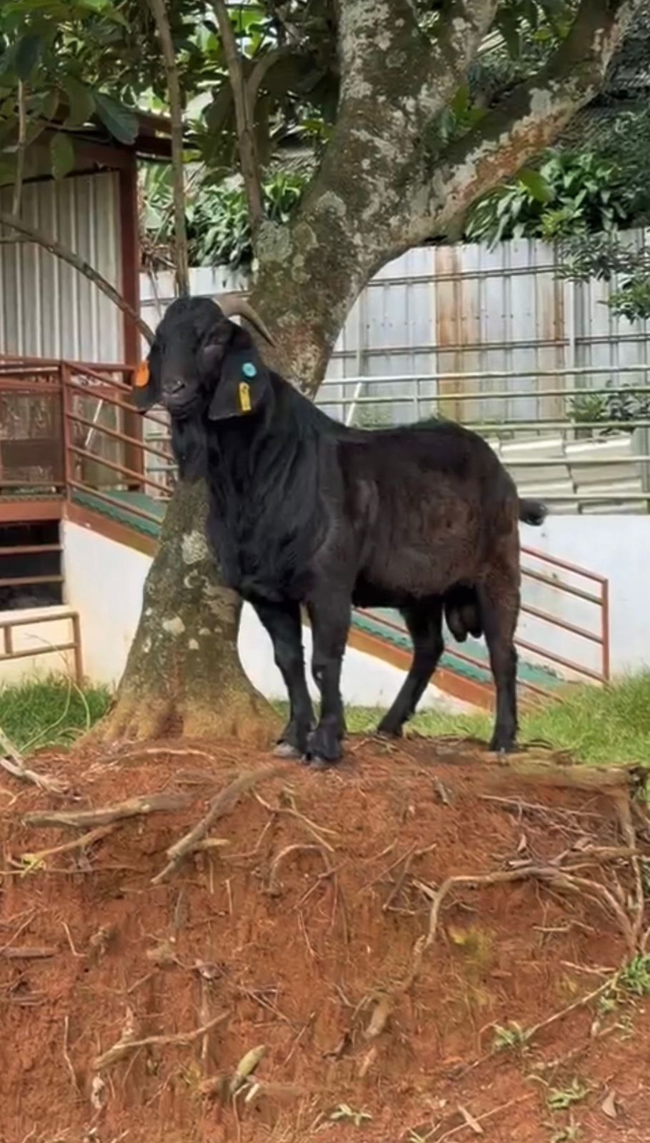 Kambing Dorper 3