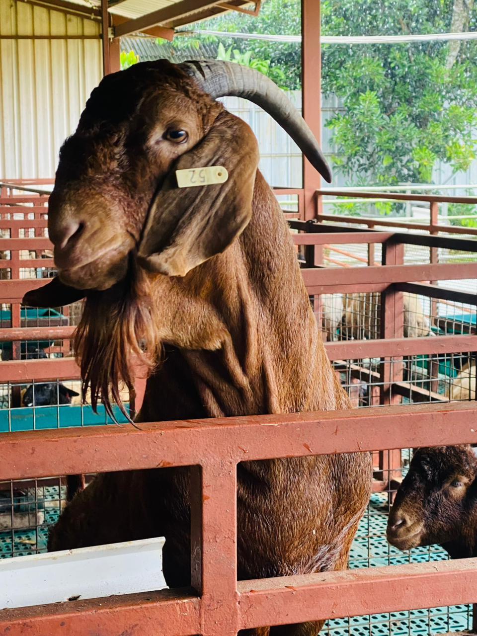 Kambing Red Boer