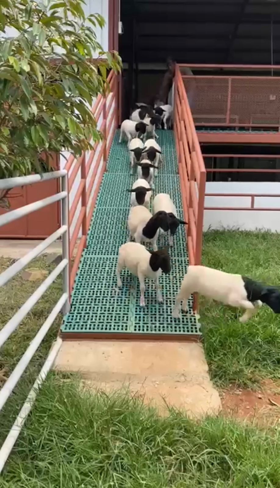 Kambing Dorper 7