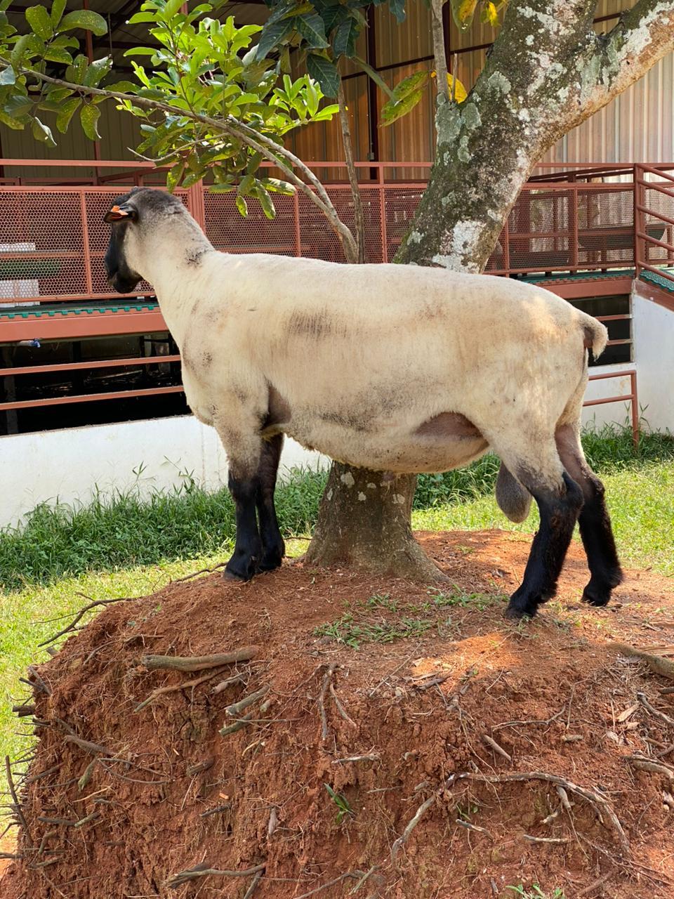 Kambing Dorper 8